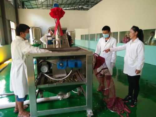 十街鄉(xiāng) 小橄欖做成大產(chǎn)業(yè)